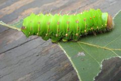 Crazy4Bugs37-scaled